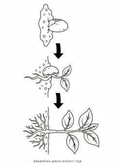 Germinação do Feijão