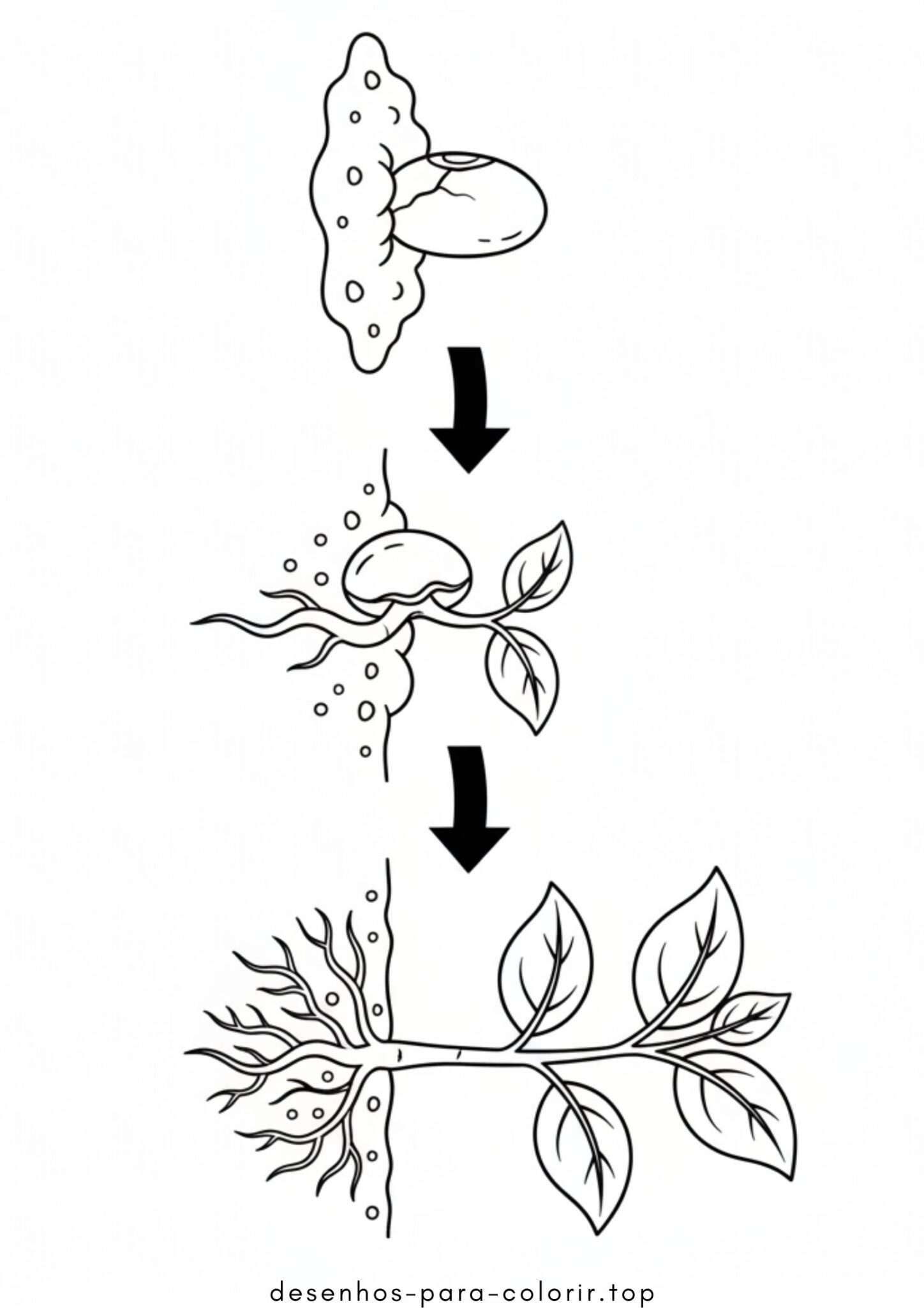 Desenhos de Germinação do Feijão para Colorir