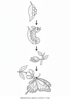 Metamorfose da Borboleta