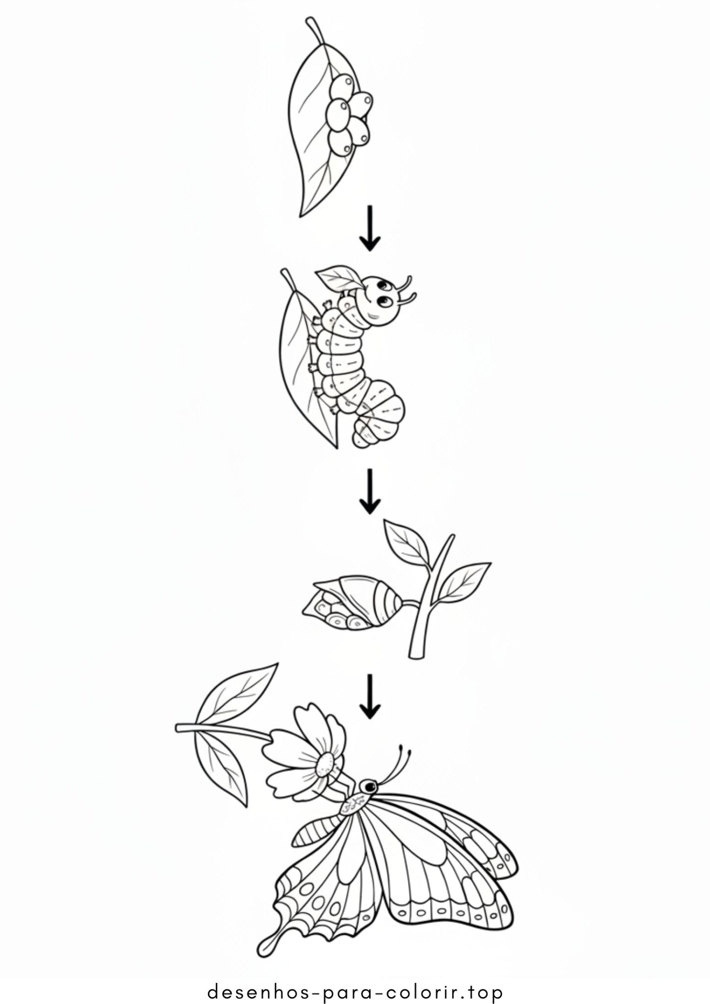 Desenhos de Metamorfose da Borboleta para Colorir